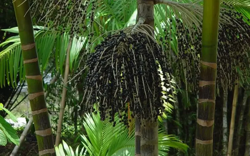 Startups se preparam para COP30 com inovações e sustentabilidade